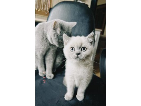 Blue point british shorthair göz bebeğimiz