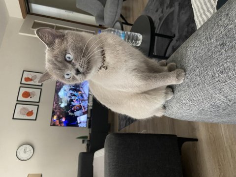 British shorthair 2 yaşında kedimiz