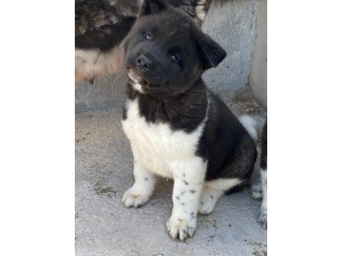 Akita yavru köpeğimiz
