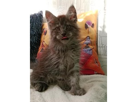 Maine coon full şecereli yavrular