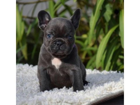 French bulldog yavrularımız