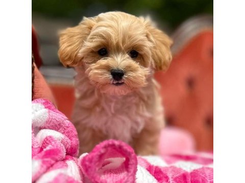 Maltipoo  yavrularımız 