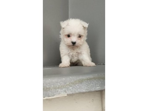 Harika maltese bebekler