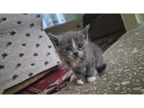 Minik yavru kedimiz
