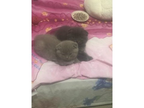Scottish fold iki kardeş