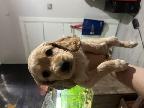 2 aylık 2 adet safkan minyatür cocker minnaklar