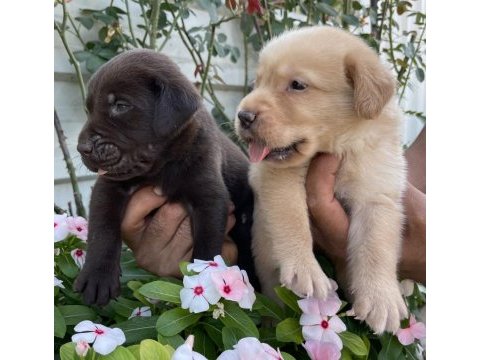 Labrador retriever sevimli bebekler