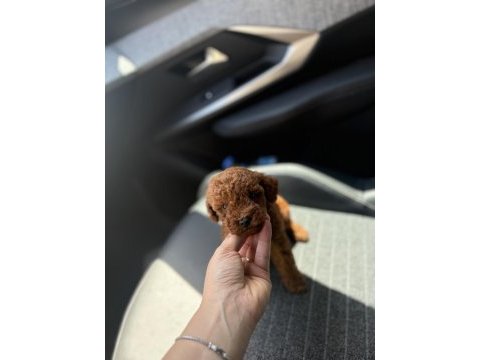 Kore kan red toy poodle yavrularım 