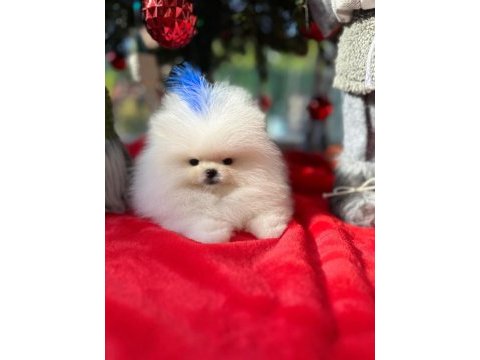 Bebek yüzlü kore poodle yavrumuz