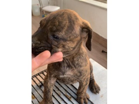 Presa canario a kalite köpekler