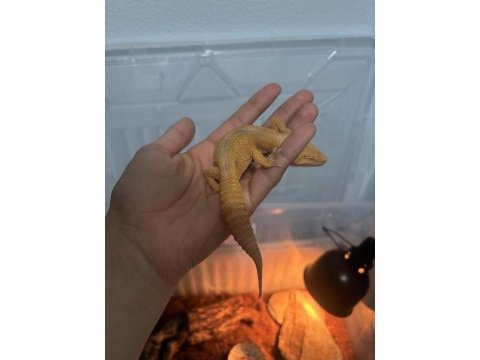 Dışı leopard gecko mandarine tangerine morphu