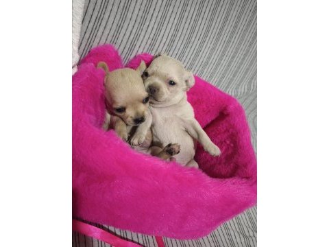 Chihuahua yavrularımız