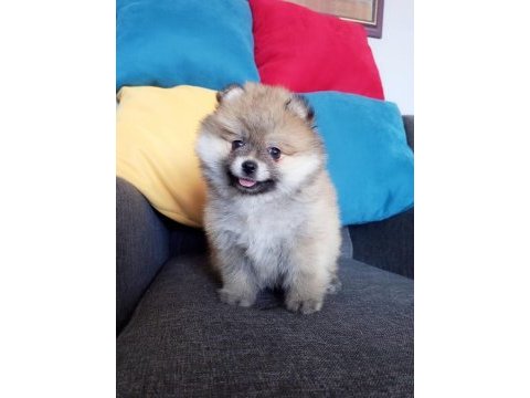 Bu pomeranian yavrular kaçmaz