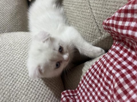 4 aylık dişi scottish fold