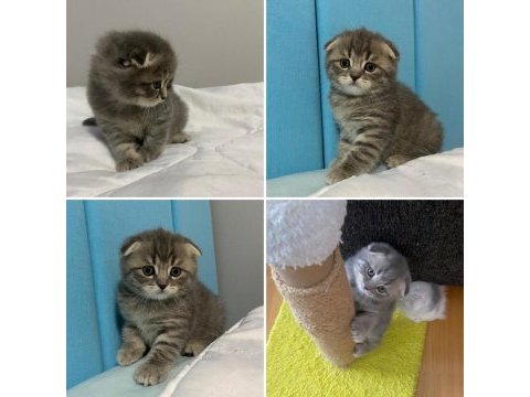 2 aylık scottish fold yavrularım yeni yuvalarını arıyor