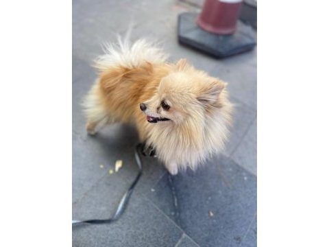 3 yaşında erkek spitz