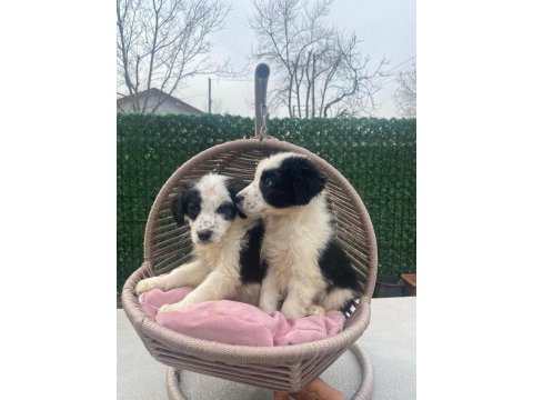 Zeka küpü border collie