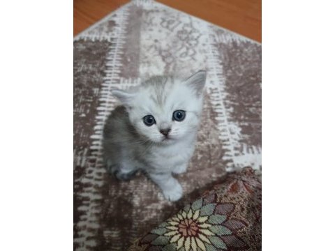 Yavru kedi