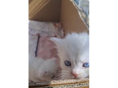 Irk ve sağlık garantili british longhair bebekler
