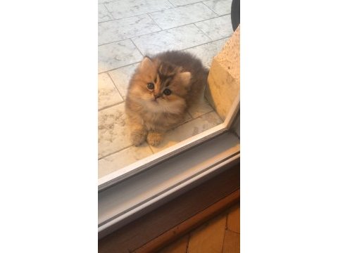 British golden longhair