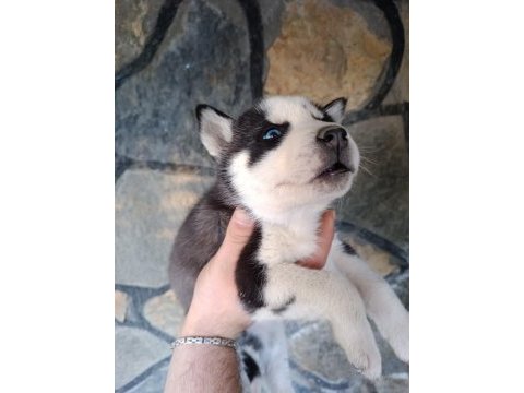 2 aylık husky yavruları
