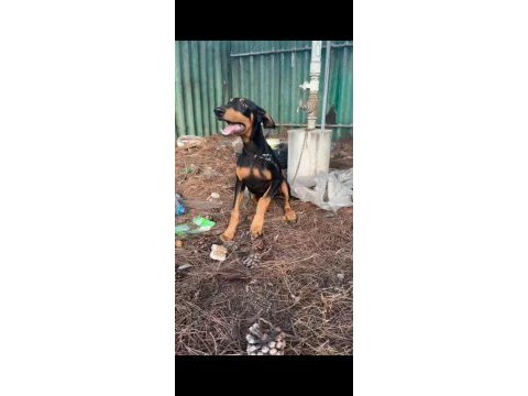 4 aylık saf kan doberman