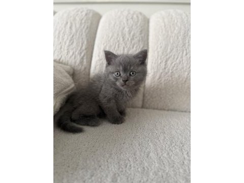 Safkan blue point british yavrumuz