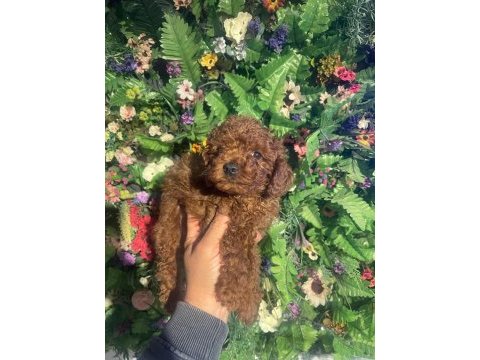 Safkan efsane poodle yavrularımız yeni yuvalarını bekliyor