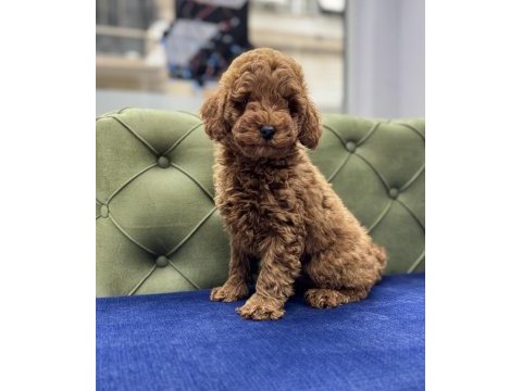 Red erkek aşılı toy poodle yavrumuz