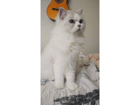 Show kalite longhair silver point british