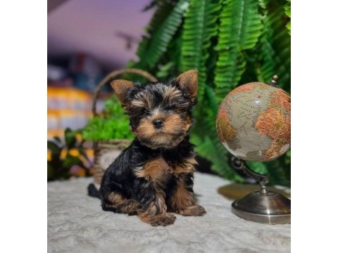 Boy ve kg garantili yorkshire terrier yavrularımız