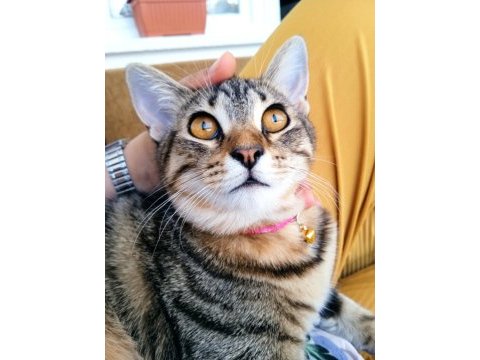 Kehribar gözlü kedimiz