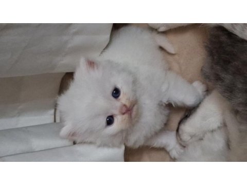 Pofuduk tomyy ballı lokma tatlısı kedimiz
