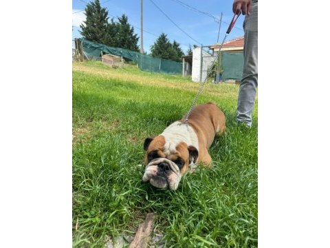 Erkek yetişkin ingiliz bulldog