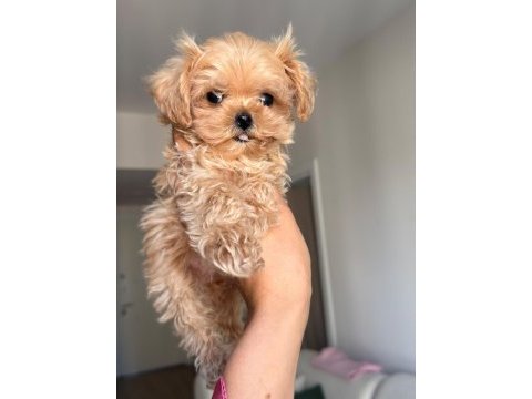 Anne babadan orijinal köre maltipoo