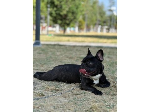 1 yaşında oyuncu french bulldog