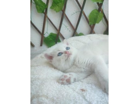 Pamuk british shorthair prenses yeni yuvasını arıyor