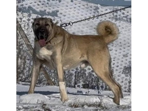 Yavru ve yetişkin üst seviye kangal köpekler