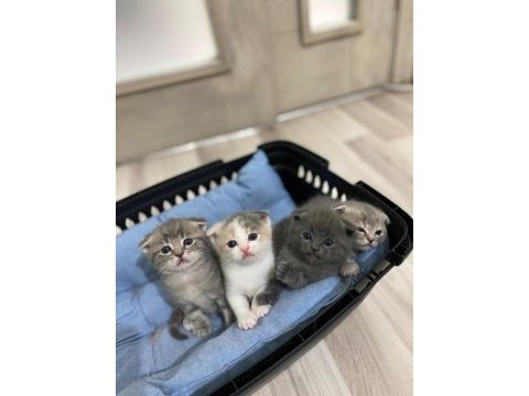Orjinal british shorthair yavruları