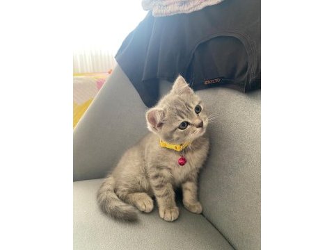 Yavru kedimizi sahiplendirme