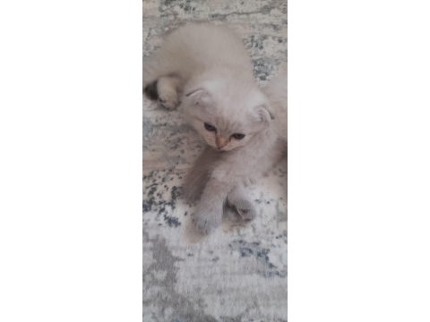 Son 2 yavru scottish fold erkek