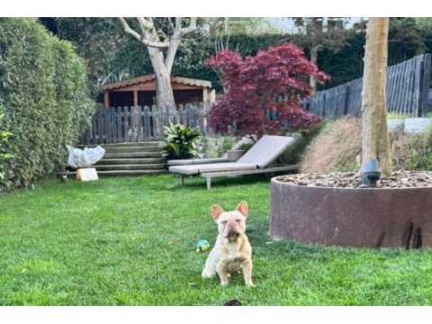 Ücretsiz - french bulldog 9 aylık erkek