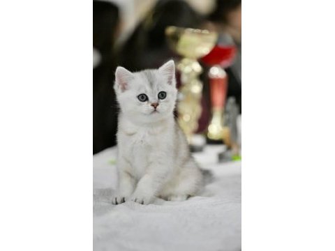 Asil renkleriyle ns24 british shorthair