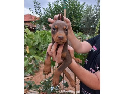 Doberman yavrular