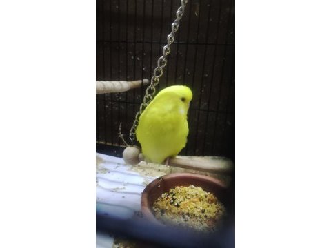 Maşallah show jumbo muhabbet kuşu damızlık ve yavrular