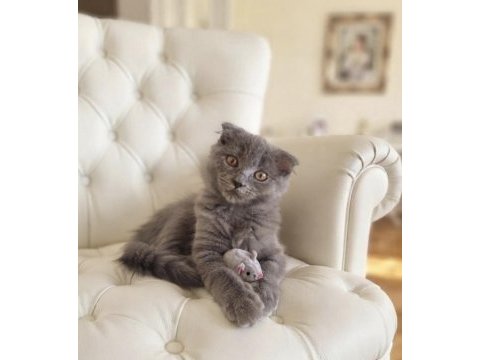 Sevimli scottish fold kız