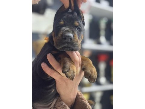 Avrupanın en iri doberman yavruları