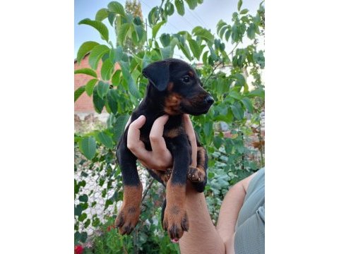 Siyah dişi erkek doberman