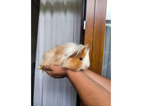 Acil otu ve peletiyle sahiplendirme ücretsiz ginepig