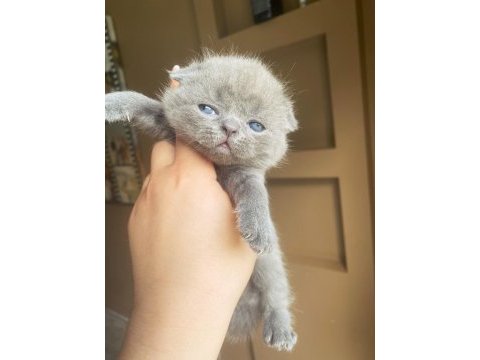 Scottish fold kırık kulaktır dişi ve erkek